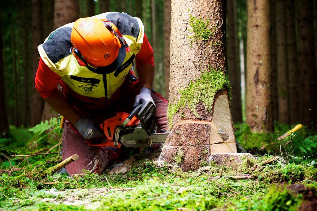 Fichten und Tannen sind klassische weiche Holzarten!
© Fotolia: AK-DigiArt - 45538361