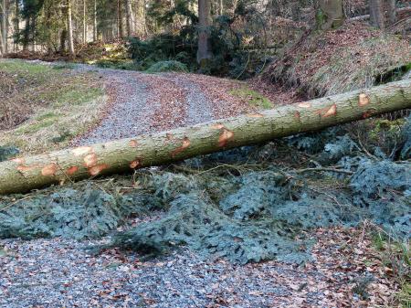 Forstarbeiten im Wald