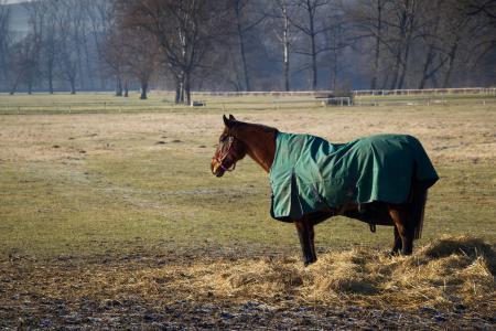 Pferd mit Decke