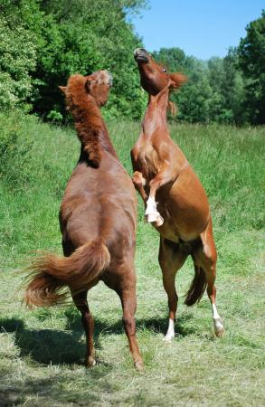 Jungpferde spielen