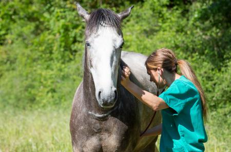 Tierarzt untersucht Pferd