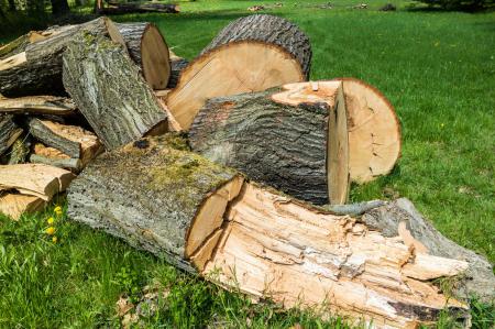Holzstämme