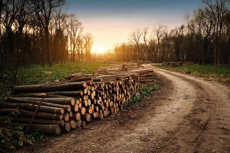 Holzlager im Wald