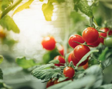 Frisch geerntete Tomaten aus dem Gewächshaus